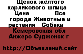 Щенок жёлтого карликового шпица  › Цена ­ 50 000 - Все города Животные и растения » Собаки   . Кемеровская обл.,Анжеро-Судженск г.